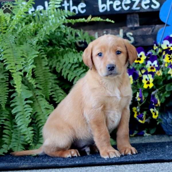 Austin, Yellow Labrador Retriever Puppy