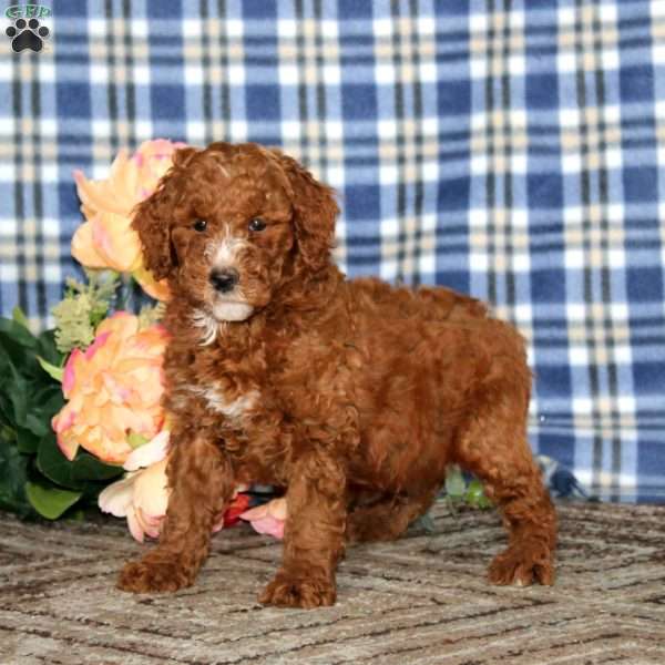 Austin, Miniature Poodle Puppy