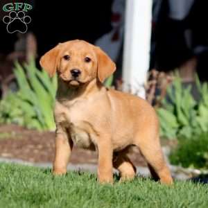 Austin, Fox Red Labrador Retriever Puppy