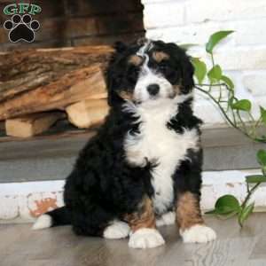 Austin, Bernedoodle Puppy