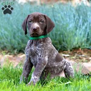 Austin, German Shorthaired Pointer Puppy