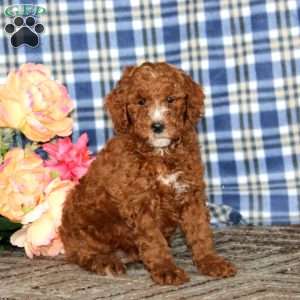 Austin, Miniature Poodle Puppy