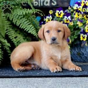 Austin, Yellow Labrador Retriever Puppy