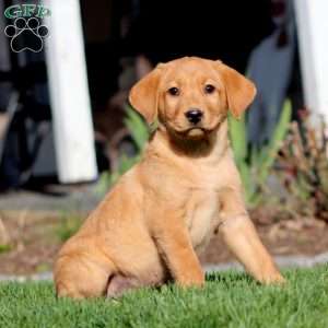 Austin, Fox Red Labrador Retriever Puppy