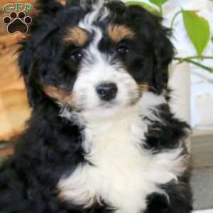 Austin, Bernedoodle Puppy