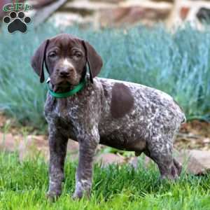 Austin, German Shorthaired Pointer Puppy