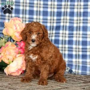 Austin, Miniature Poodle Puppy