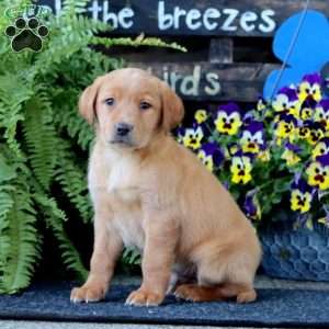 Austin, Yellow Labrador Retriever Puppy
