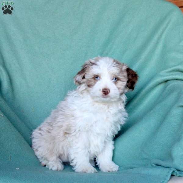 Ava, Mini Aussiedoodle Puppy