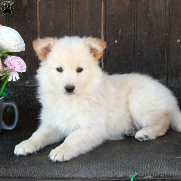 Ava, German Shepherd Mix Puppy