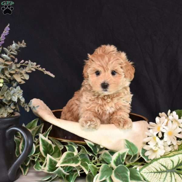 Ava, Maltipoo Puppy