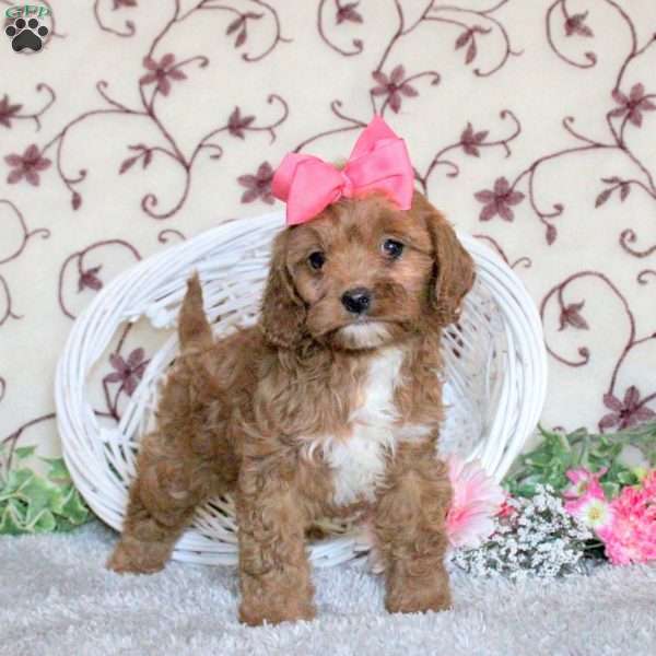 Ava, Cavapoo Puppy