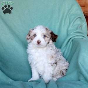 Ava, Mini Aussiedoodle Puppy