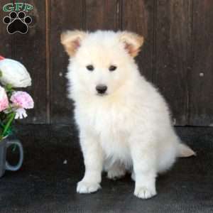 Ava, German Shepherd Mix Puppy
