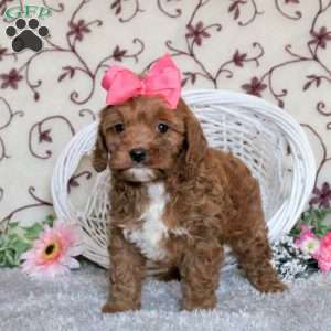 Ava, Cavapoo Puppy