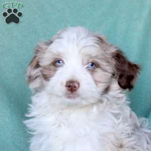 Ava, Mini Aussiedoodle Puppy
