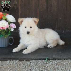 Ava, German Shepherd Mix Puppy