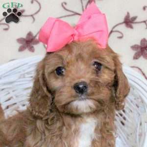 Ava, Cavapoo Puppy