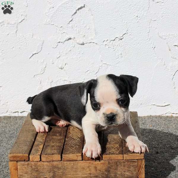 Axel, Boston Terrier Puppy