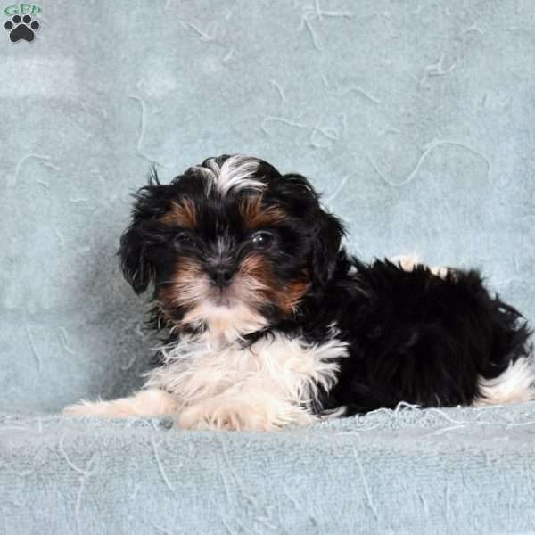 Axel, Shih Tzu Puppy