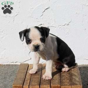 Axel, Boston Terrier Puppy