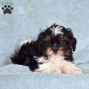 Axel, Shih Tzu Puppy