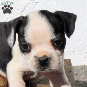 Axel, Boston Terrier Puppy