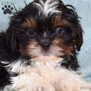 Axel, Shih Tzu Puppy