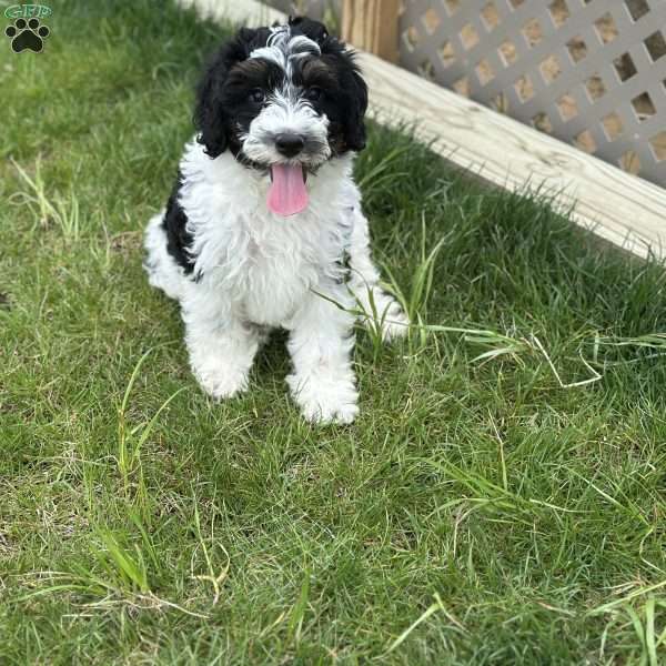 Bash, Mini Bernedoodle Puppy