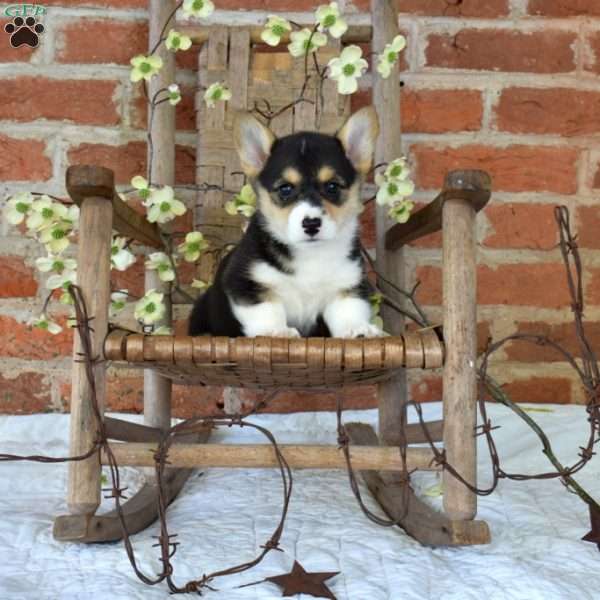 Bailey, Pembroke Welsh Corgi Puppy