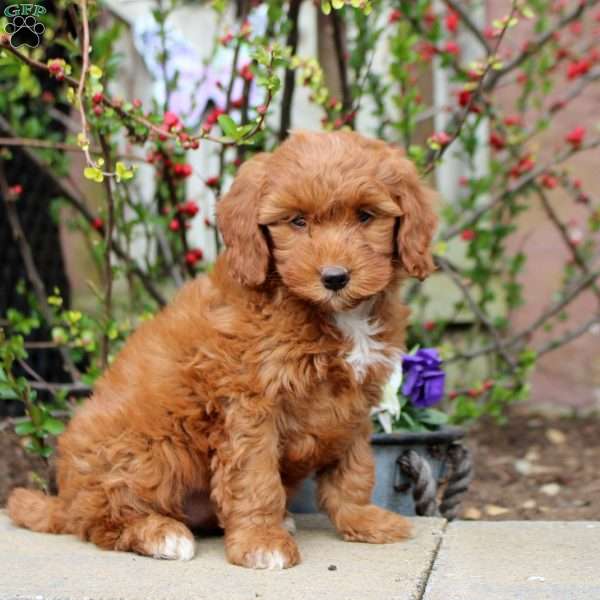 Bailey, Mini Bernedoodle Puppy