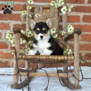 Bailey, Pembroke Welsh Corgi Puppy