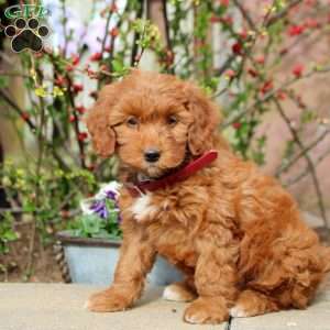 Bailey, Mini Bernedoodle Puppy