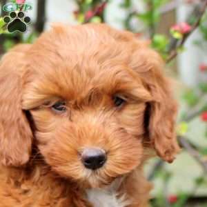 Bailey, Mini Bernedoodle Puppy