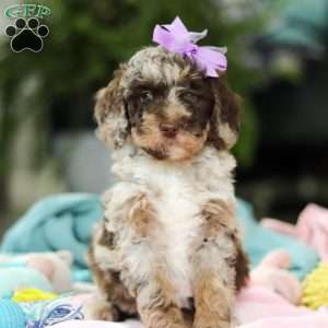 Bailey, Mini Goldendoodle Puppy