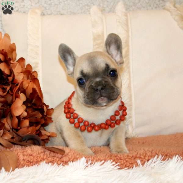 Bambi, French Bulldog Puppy