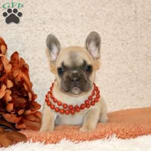 Bambi, French Bulldog Puppy