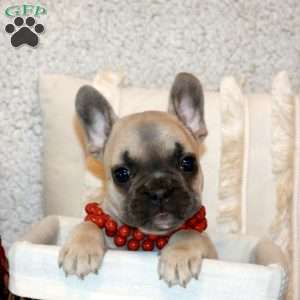 Bambi, French Bulldog Puppy