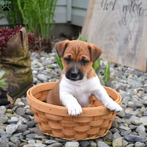 Bandit, Jack Russell Terrier Puppy