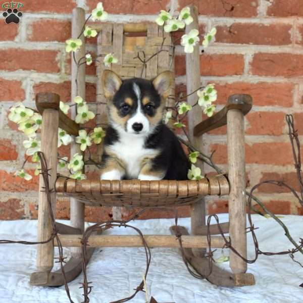 Bandit, Pembroke Welsh Corgi Puppy