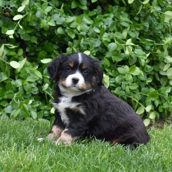 Bandit, Miniature Bernese Mountain Dog Puppy