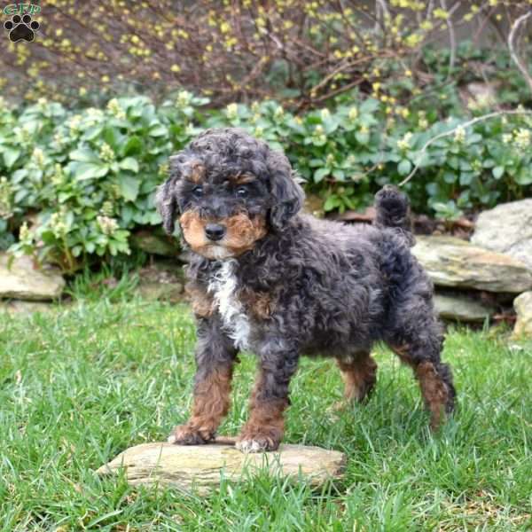 Bandit, Miniature Poodle Puppy