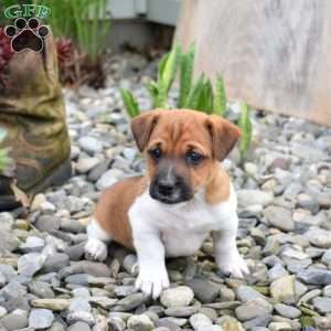 Bandit, Jack Russell Terrier Puppy