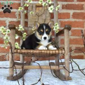 Bandit, Pembroke Welsh Corgi Puppy