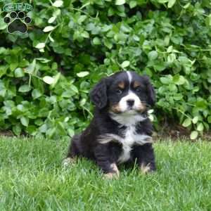 Bandit, Miniature Bernese Mountain Dog Puppy