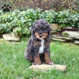 Bandit, Miniature Poodle Puppy