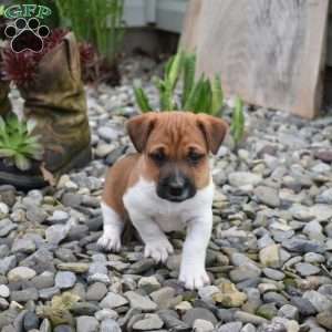 Bandit, Jack Russell Terrier Puppy