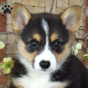 Bandit, Pembroke Welsh Corgi Puppy
