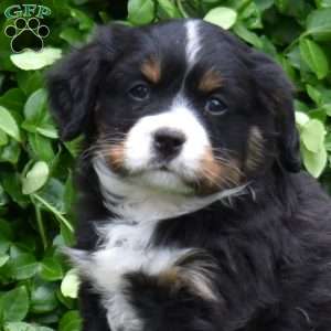 Bandit, Miniature Bernese Mountain Dog Puppy