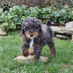 Bandit, Miniature Poodle Puppy